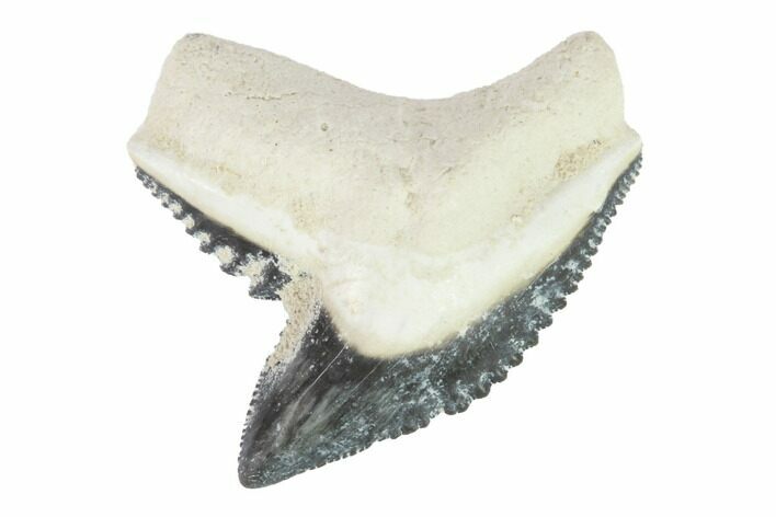 Fossil Tiger Shark Tooth - Bone Valley, Florida #145151